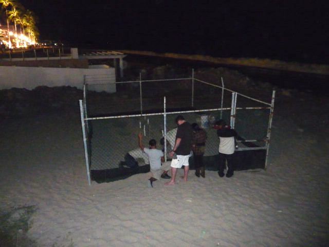 puerto vallarta turtles hatching on the downtown beach